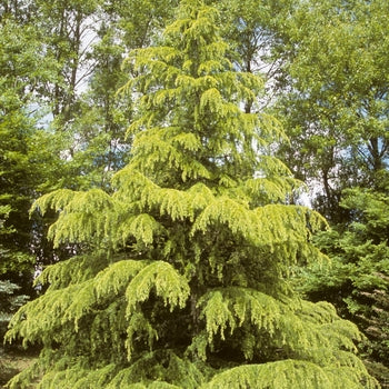 Cedar - Gold Atlantic