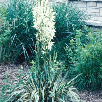 Yucca - Bright Edge