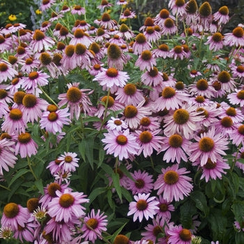 Echinacea ‘Magnus’ Coneflower