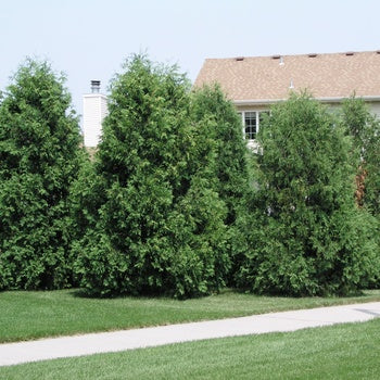 Arborvitae - Techny