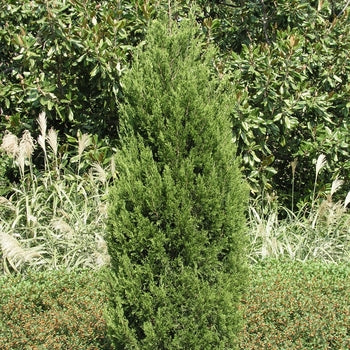 Juniper - Spartan Columnar