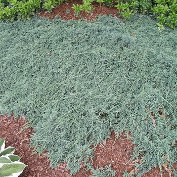 Juniper - Icee Blue