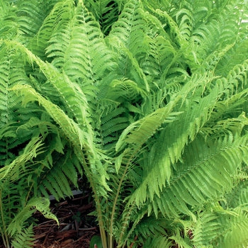 Fern Ostrich