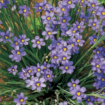 Sisyrinchium 'Lucerne' Blue Eyed Grass