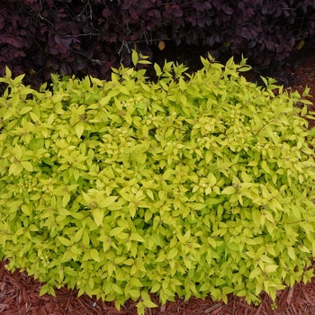 Spirea - Gold Mound