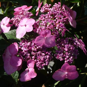 Hydrangea - Twist and Shout