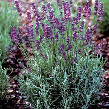 lavender plants hidcote Lavandula angustifolia 'Hidcote Superior'