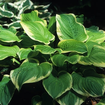 Hosta 'Fragrant Bouquet'
