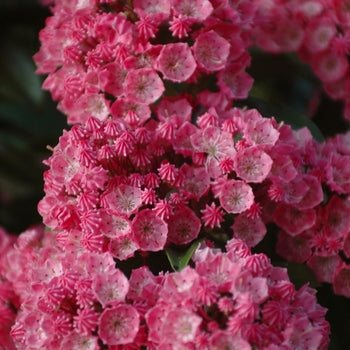 Mountain Laurel - Sarah