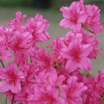Azalea - Boudoir Pink
