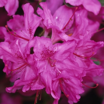 Azalea - Karens Purple