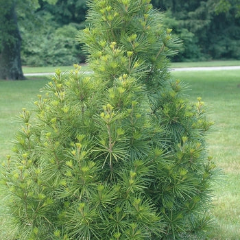 Pine - Umbrella