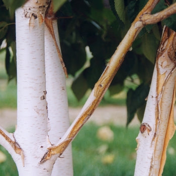 Birch - Whitebarked Himalayan