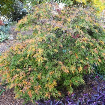 Japanese Maple - Waterfall