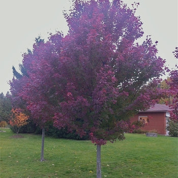 Maple - Brandywine