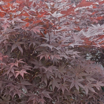 Japanese Maple - Hime Shojo