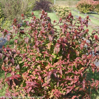Bush Honeysuckle - Kodiak Black