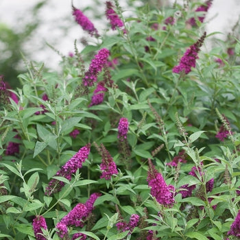 Butterfly Bush - Miss Molly