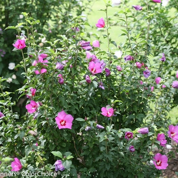 Rose of Sharon - Little Kim Violet