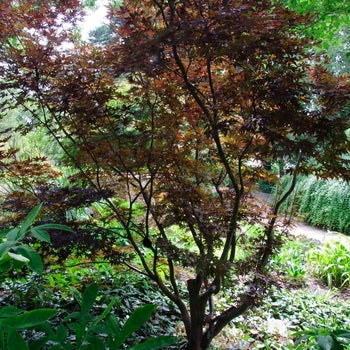 Japanese Maple - Moonfire