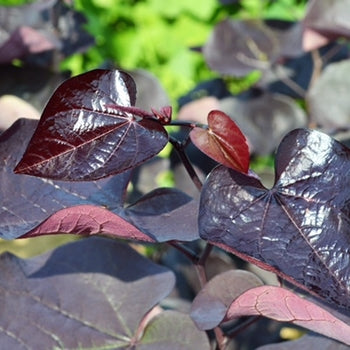 Redbud - Black Pearl