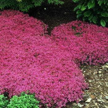 Thymus 'Coccineum' Creeping Thyme
