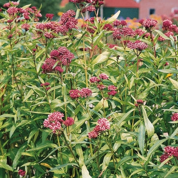 Asclepias 'Soul Mate' Milkweed