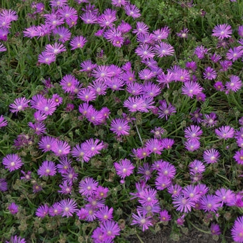 Delosperma 'John Proffitt' Ice Plant