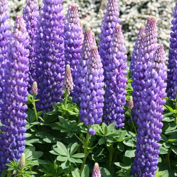 Lupinus 'Persian Slipper' Lupine