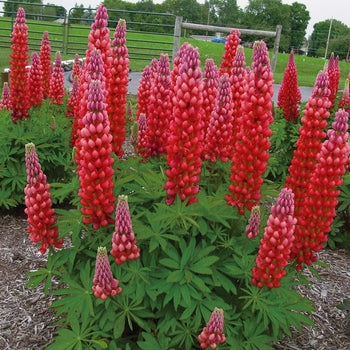 Lupinus 'Red Rum' Lupine