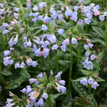 Pulmonaria 'Twinkle Toes' Lungwort