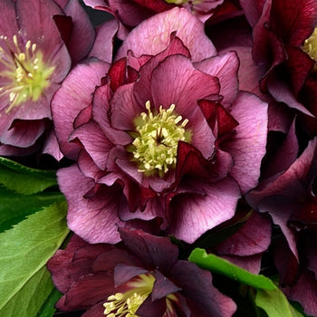 Helleborus 'True Love' Lentin Rose