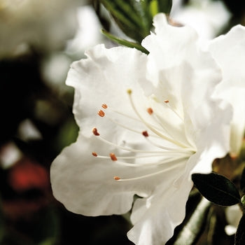 Encore Azalea - Autumn Angel