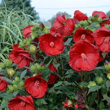 Hibiscus - Cranberry Crush
