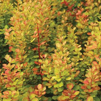 Barberry - Orange Torch