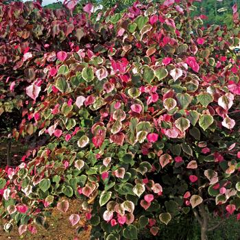 Redbud - Carolina Sweetheart