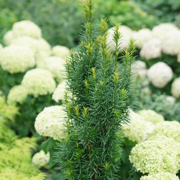 Taxus - Gwen