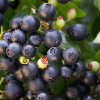Blueberry - Berry Bux