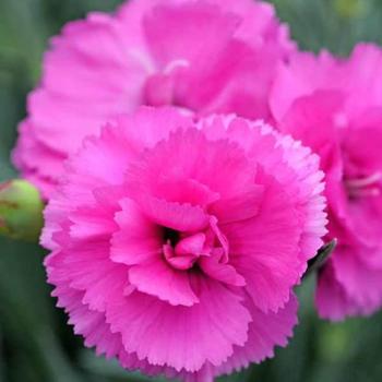 Dianthus Hybrid 'Jolt Pink' Sweet William