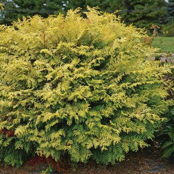 Hinoki Cypress - Night Light