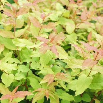 Bush Honeysuckle - Kodiak Fresh
