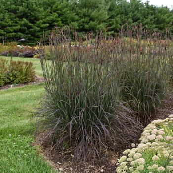 Grass - Big Bluestem Blackhawk