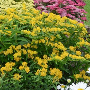 Asclepias 'Tuberosa Hello Yellow' Milkweed