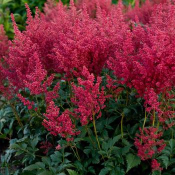 Astilbe 'Montgomery' False Goats Beard