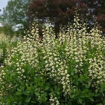 Baptisia 'Vanilla Cream' False Indigo