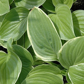 Hosta 'Frozen Margarita'