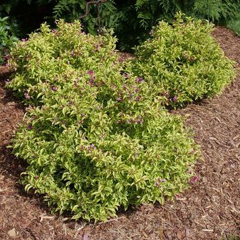 Weigela - Bubbly Wine
