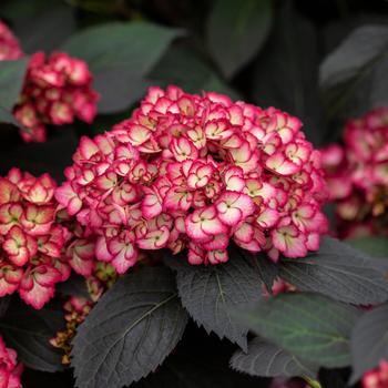 Hydrangea - Eclipse