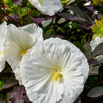 Hibiscus 'Cookies & Cream'