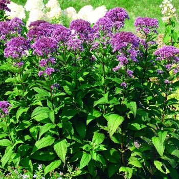Eupatorium ‘Little Pye’ Joe Pye Weed